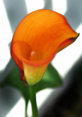 Calla Lily with Shadows