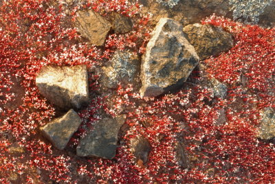 Red Diamorphia blooms in abundance on granite