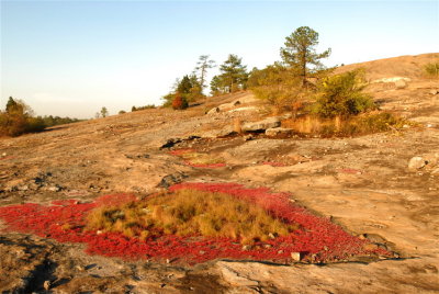 Arabia Mountain with colorful red Diamorphia