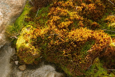 Brillant green moss grows in a Solution Pit.