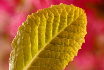 Primrose Leaf