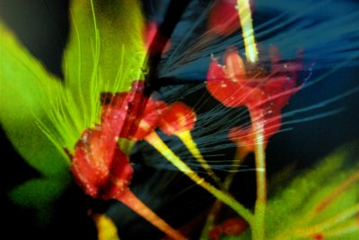 Flower Impressionism