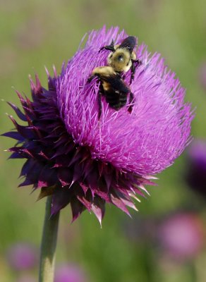 Closeup of Bees on Thistle