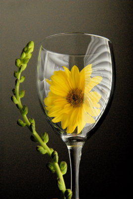 Flower in Wine Glass