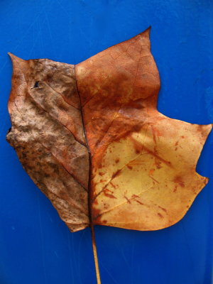 Dried Leaf.jpg