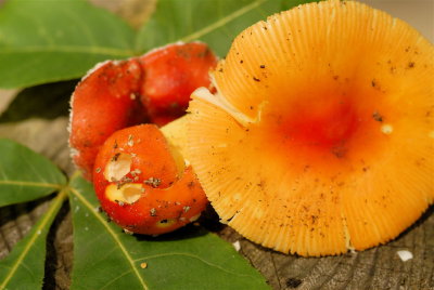     Colorful Mushrooms Abound