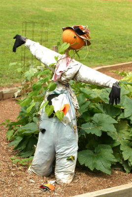  A Scarecrow adorns the vegatable Garden