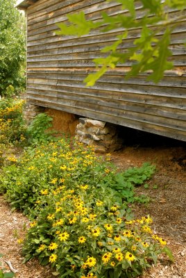 Coreopsis flowers grow near Buggy Building.