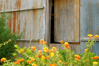 Lantana's grow near Corner Garden Barn