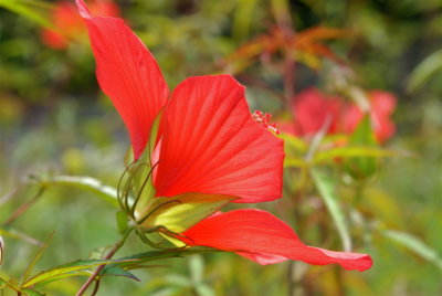 Large Red Hibiscus