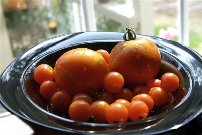 Summer Tomatoes