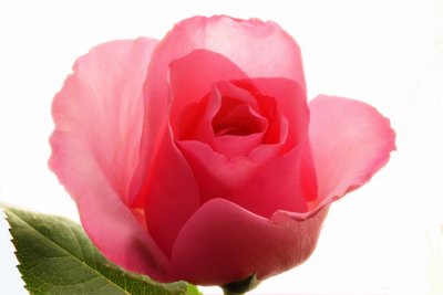 Pink Rose 1.jpg