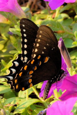 Butterfly visits my flowerbed