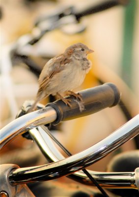  A bird uses handle bars for a rest stop