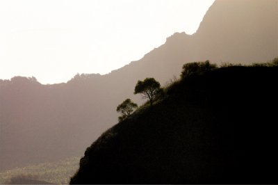 Polynesian Landscape