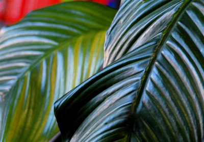 Tropical Leaves