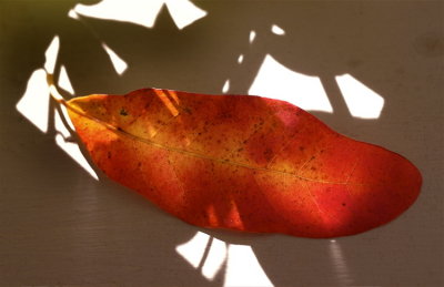 Red Leaf #1