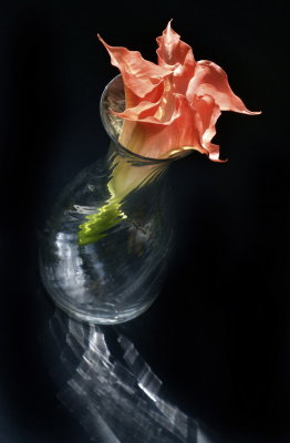 Angel Trumpet in Vase
