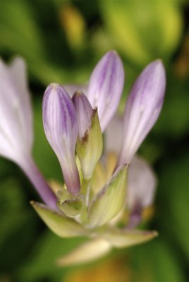 Hosta Blossoms