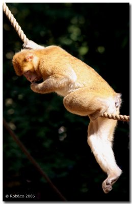 Ape resting in a rope