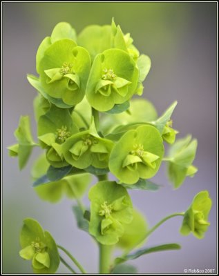 Flower-green