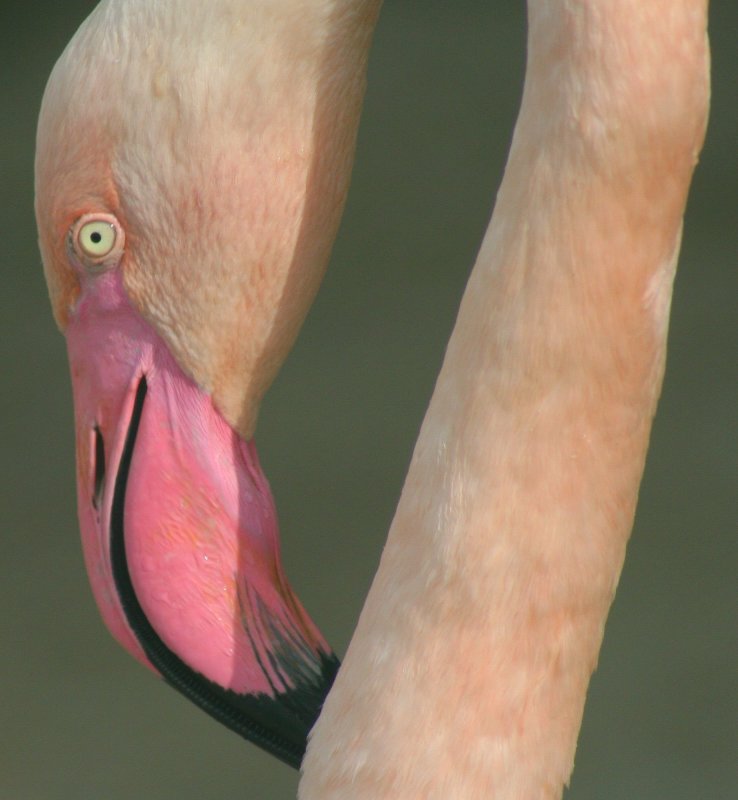 ShEye