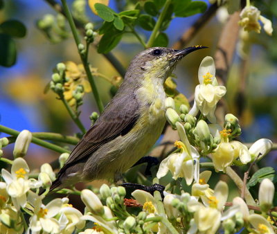 Purple Sunbird-female