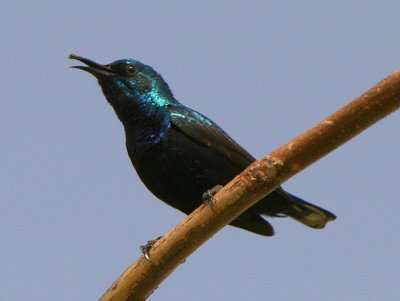 Purple Sunbird-male
