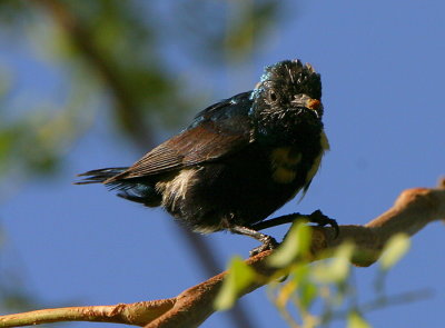Purple Sunbird