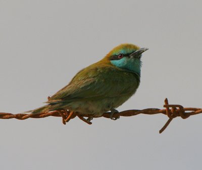 Little Green Bee-eater