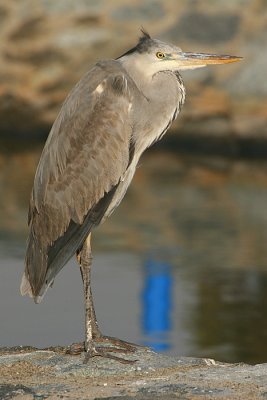 Heron