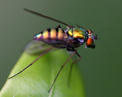 Glow Fly