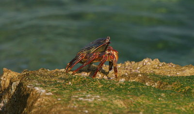 Dubai Shore