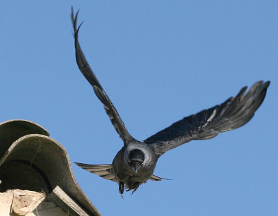 Rogue Crow