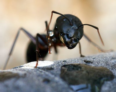 Ant Watering Hole