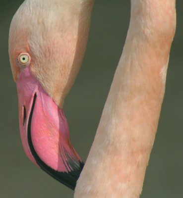 ShEye