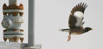 Industrial Mynah
