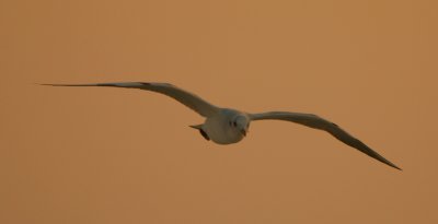 Golden Gull