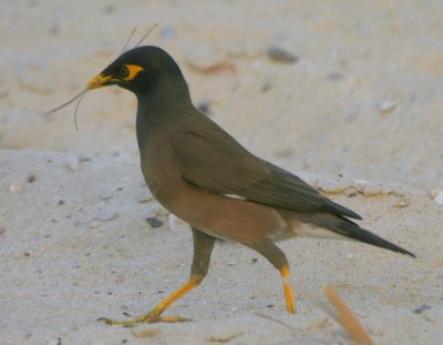 Nest Building Mynah