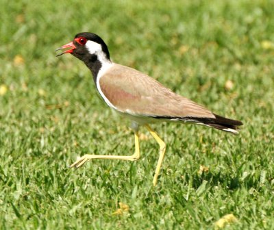 Stilt