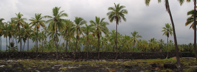 palm1.jpg
