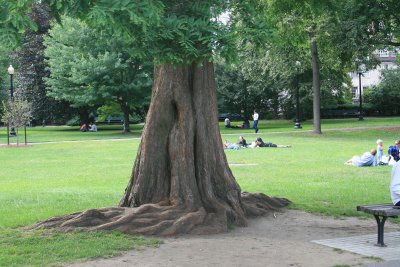 Tree 1.JPG
