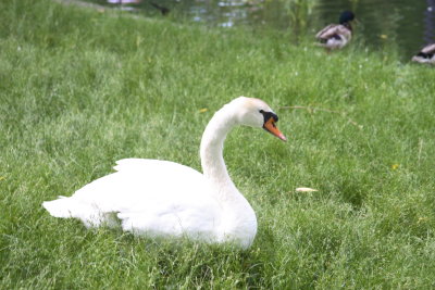 Swan.JPG