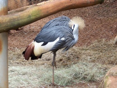 Nairobi National Park, orphanage crowned crane-0051