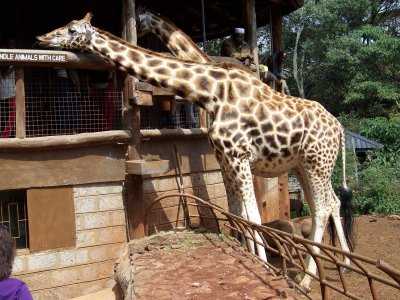 Langata Giraffe Center-0055