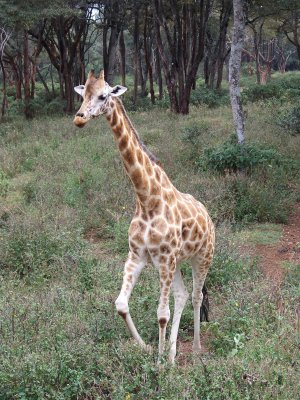 Langata Giraffe Center-0062