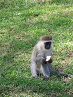 Vervet monkey-0169