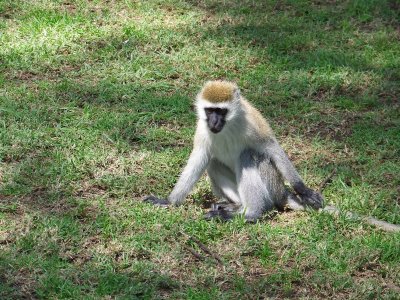 Vervet monkey-0171