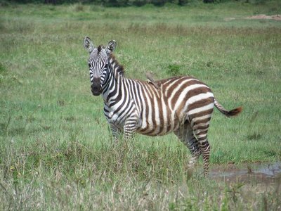Zebra (Burchell's)-0188