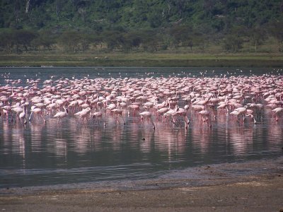 Flamingos-0215